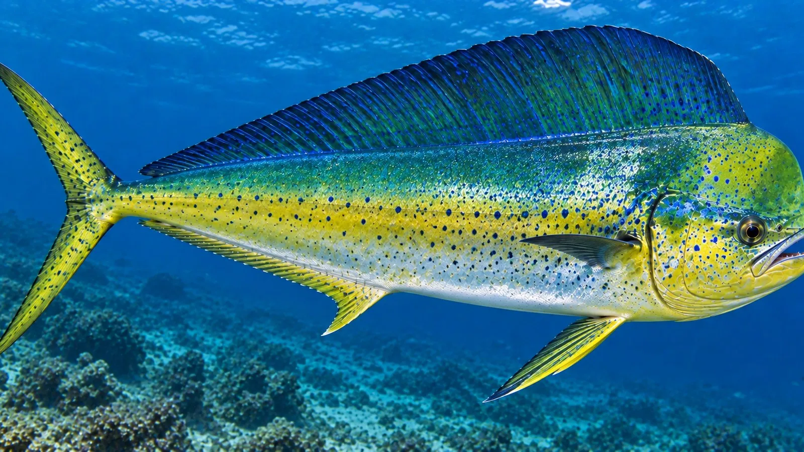 A mahi-mahi