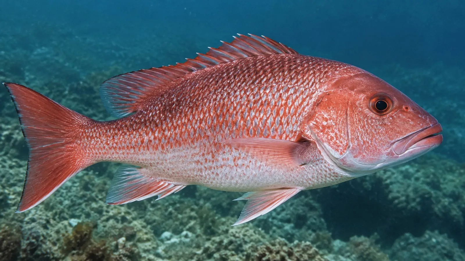 A red snapper over a reef